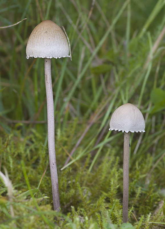 Panaeolus papilionaceus